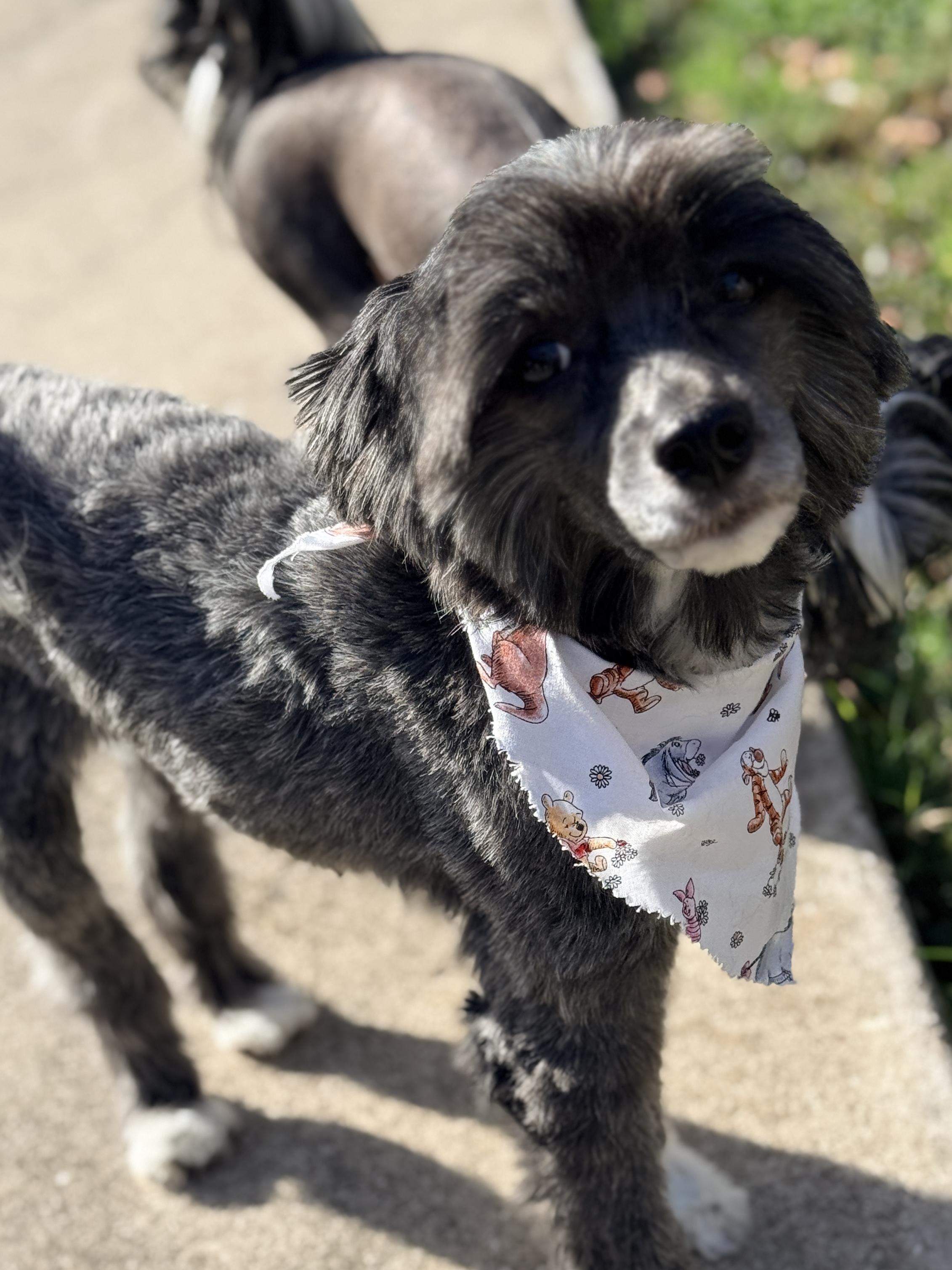 Enlarge Linah, a ADOPTABLE Chinese Crested Dog in Houston, TX image 1/6