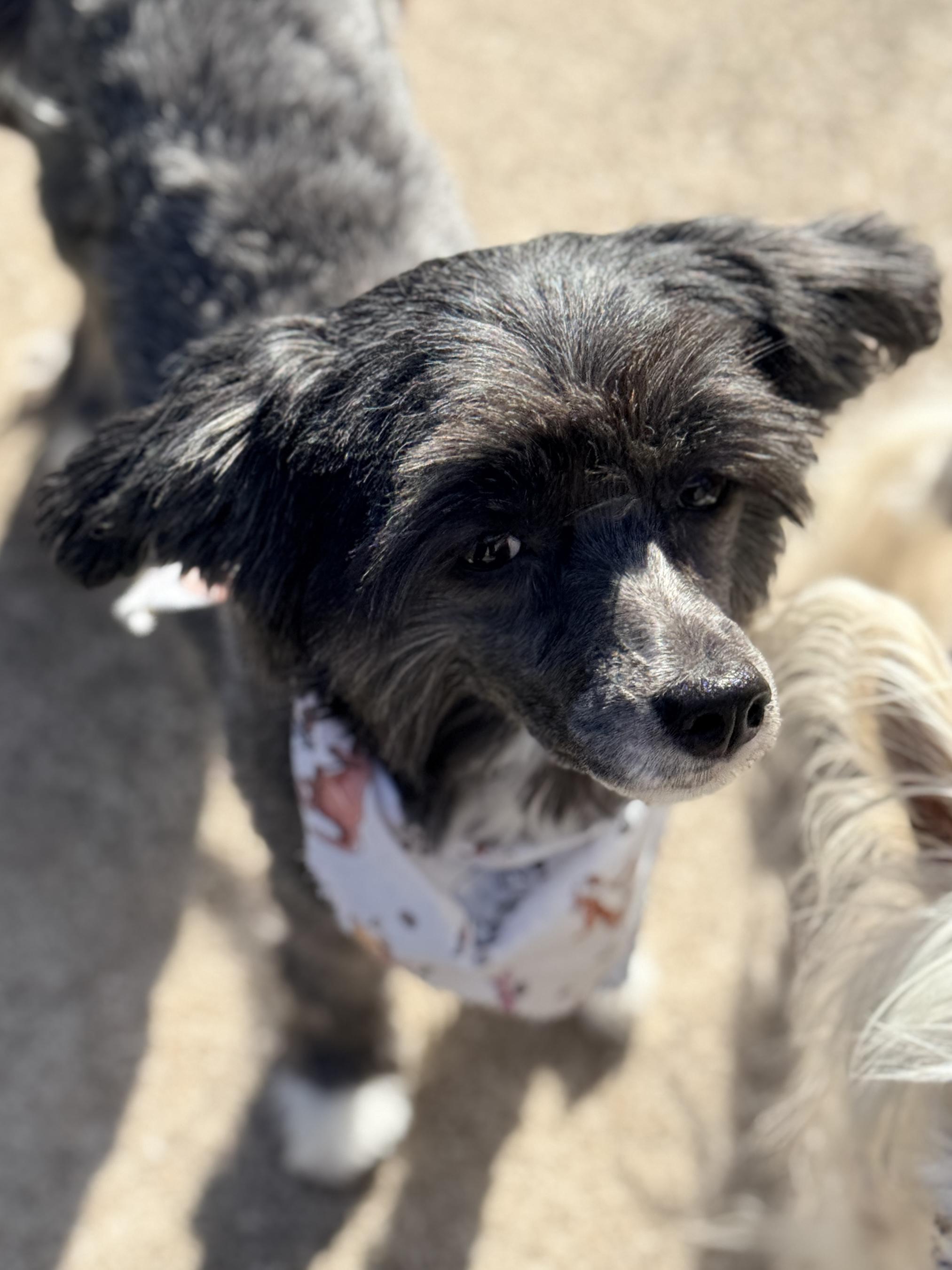 Enlarge Linah, a ADOPTABLE Chinese Crested Dog in Houston, TX image 3/6