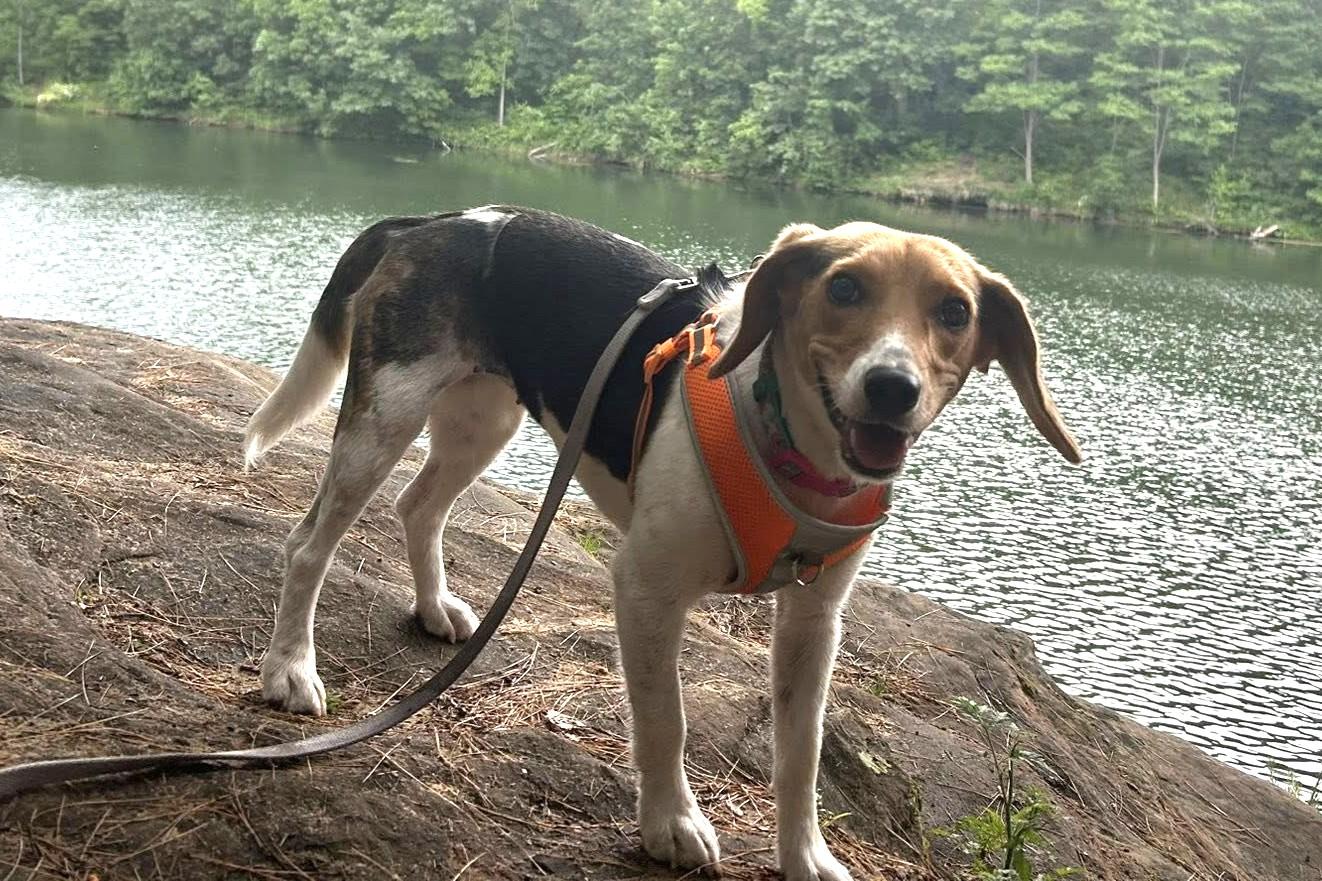 Nellie, an adopted Beagle in Elizabeth, IL image 2/2