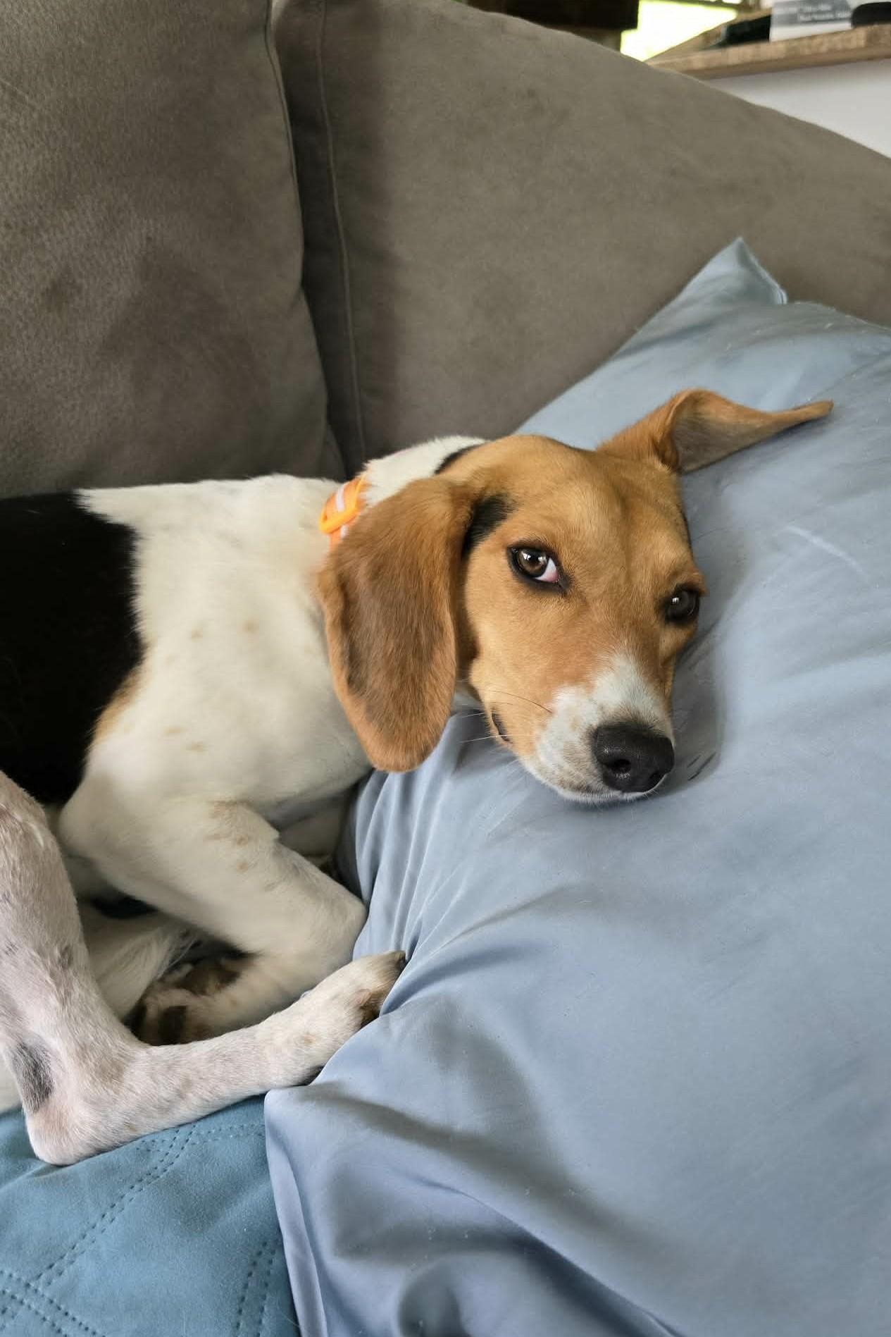 Nellie, adopted, Young Female Beagle.
