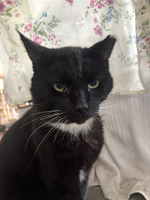 Enlarge BENTLEY, a Adoptable Domestic Medium Hair in Raleigh, NC image 1/1