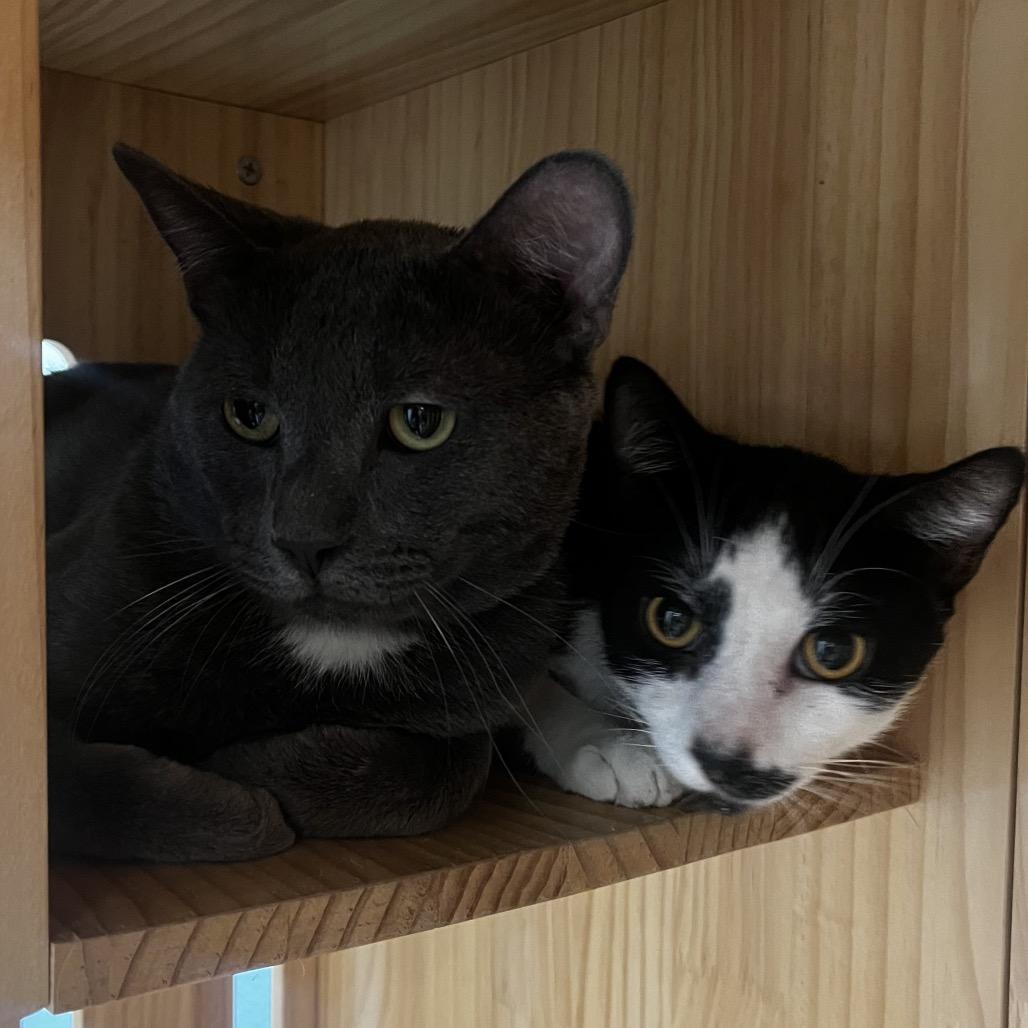 Lincoln, Adoptable, Young Male Domestic Short Hair.