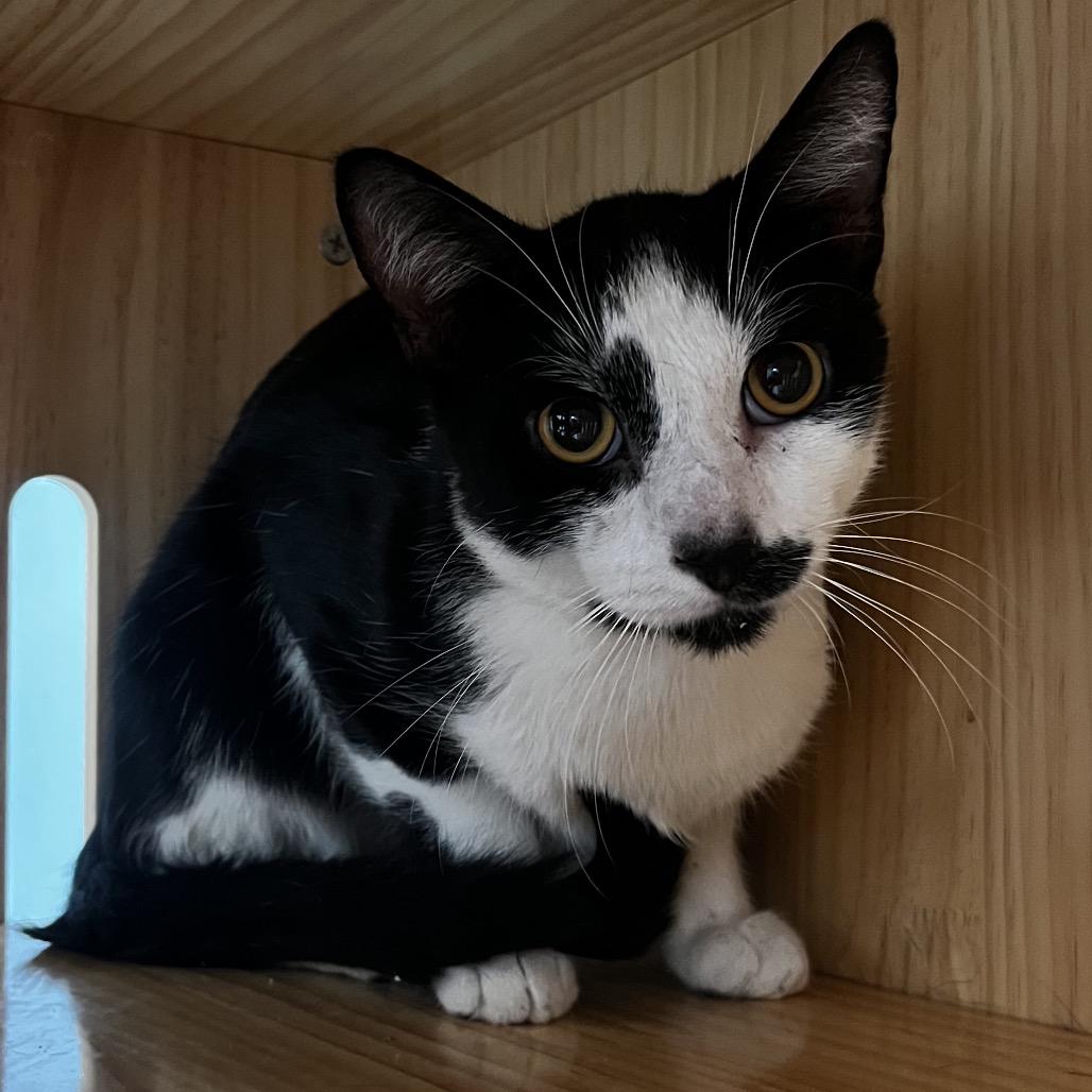 Enlarge Lincoln, a Adoptable Domestic Short Hair in Yucca Valley, CA image 2/3