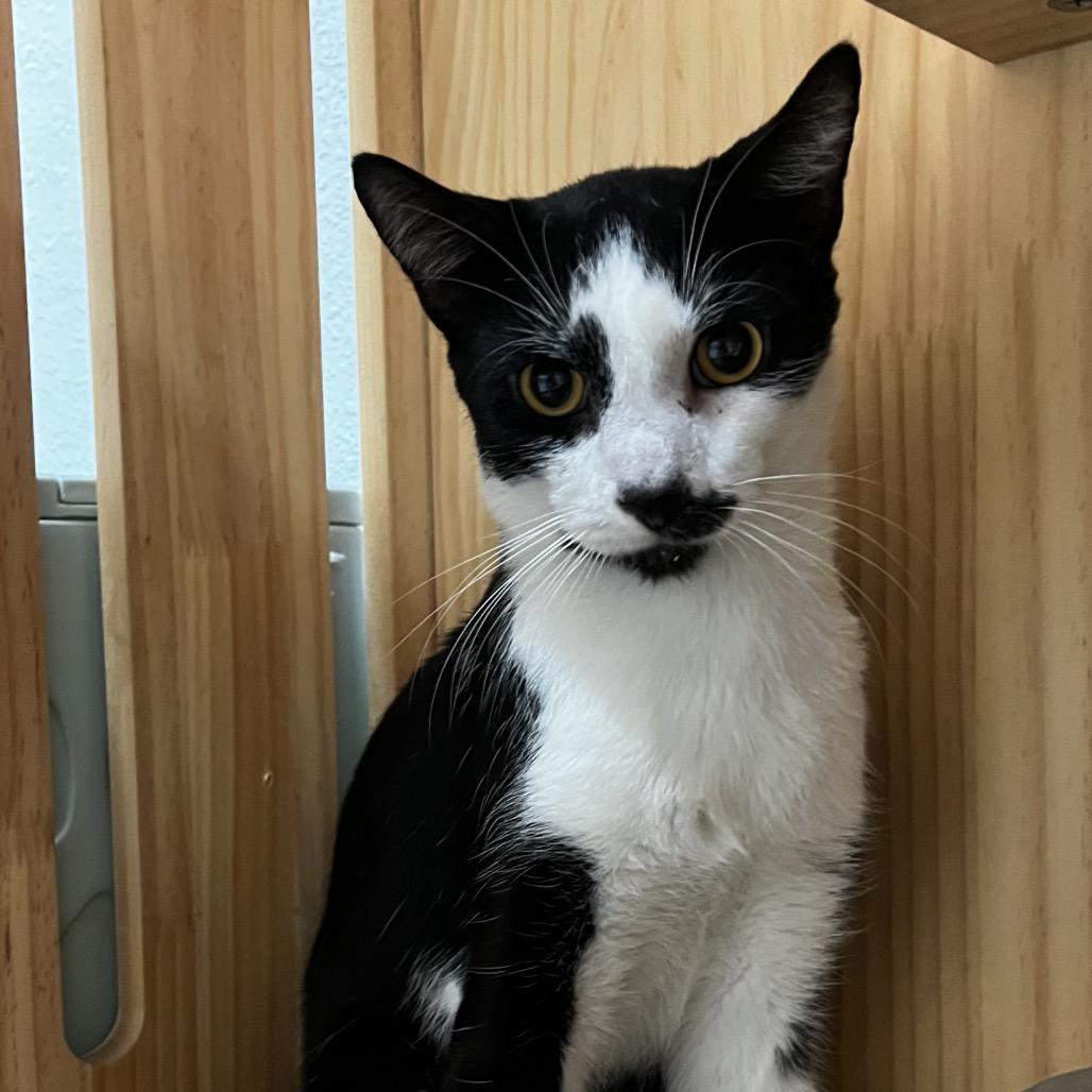 Enlarge Lincoln, a Adoptable Domestic Short Hair in Yucca Valley, CA image 3/3