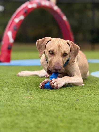 Enlarge Perry - 2, a Adoptable mixed breed in Daytona Beach, FL image 1/3