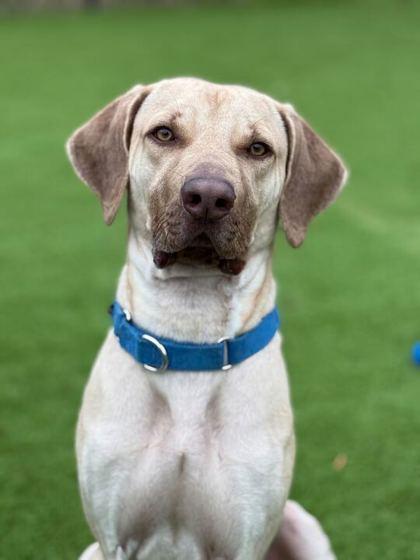 Enlarge Perry - 2, a Adoptable mixed breed in Daytona Beach, FL image 2/3