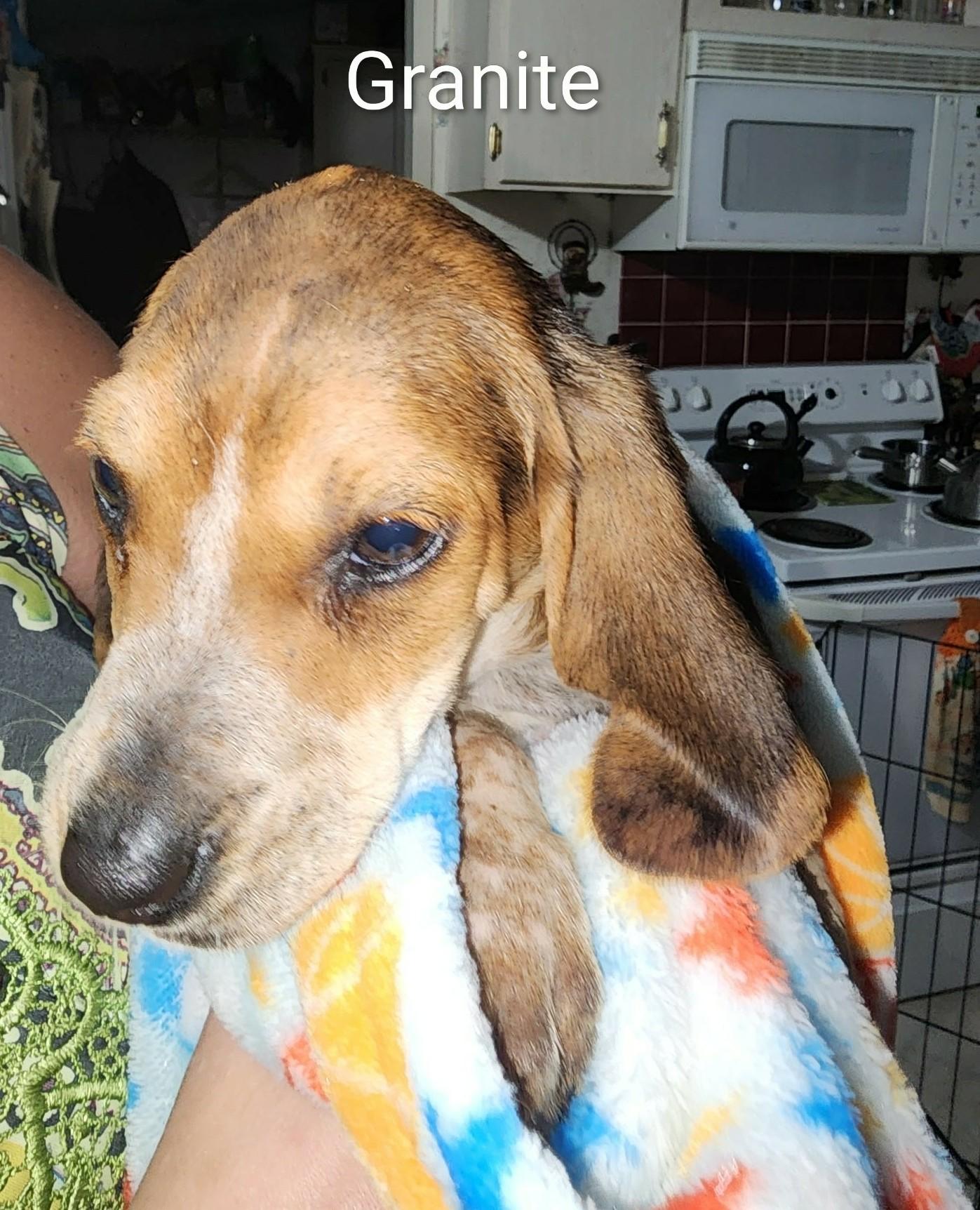 Granite, ADOPTABLE, Puppy Male Beagle.