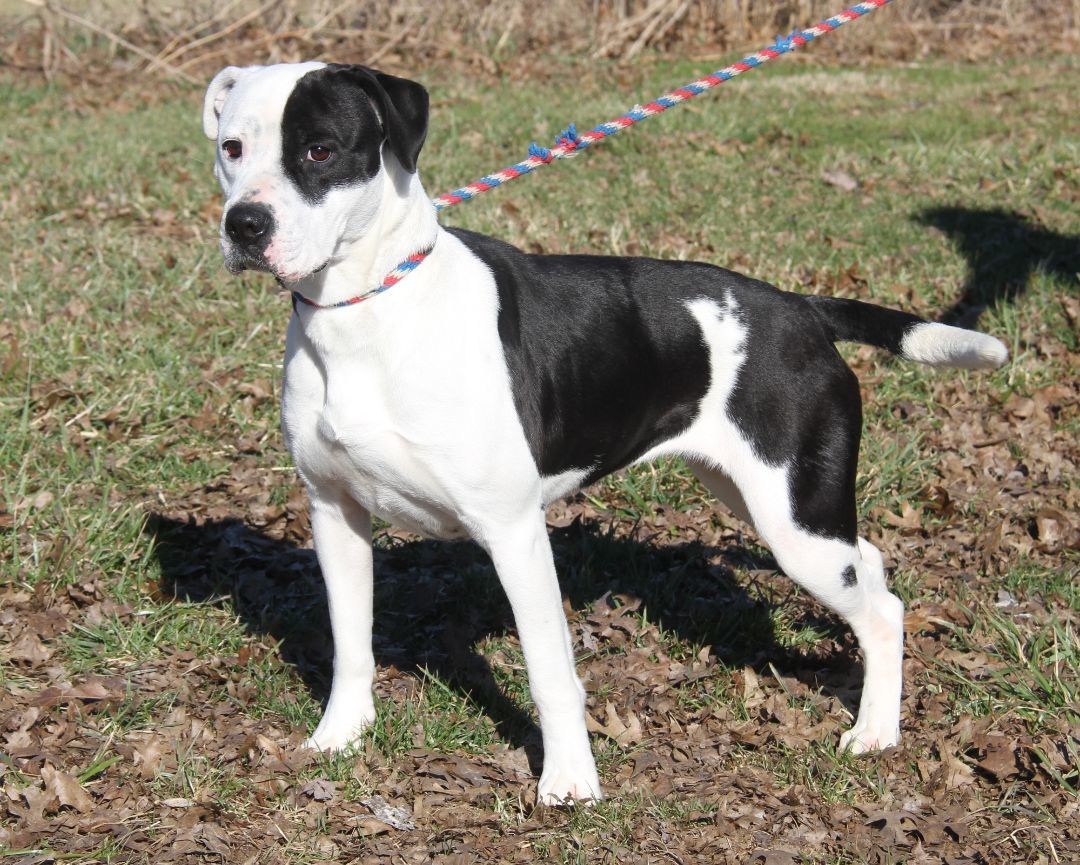 Lucy (Spayed) (Bonded Pair w/Duke), an adoptable Boxer in Marietta, OH, 45750 | Photo Image 1
