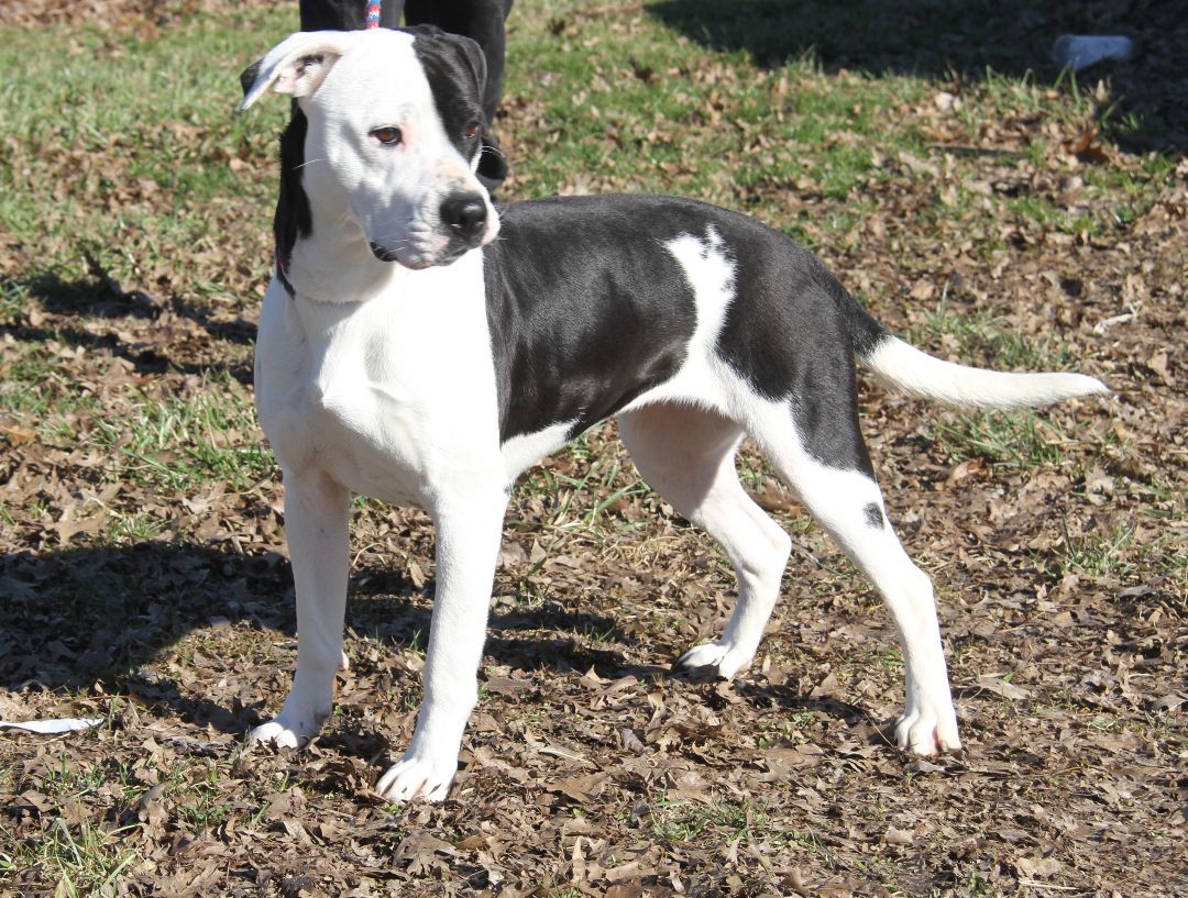 Lucy (Spayed) (Bonded Pair w/Duke), an adoptable Boxer in Marietta, OH, 45750 | Photo Image 3