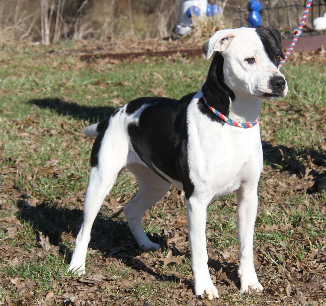 Enlarge Lucy (Spayed) (Bonded Pair w/Duke), a Adoptable mixed breed in Marietta, OH image 3/6