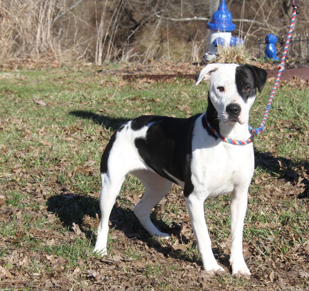 Lucy (Spayed) (Bonded Pair w/Duke), an adoptable Boxer in Marietta, OH, 45750 | Photo Image 2