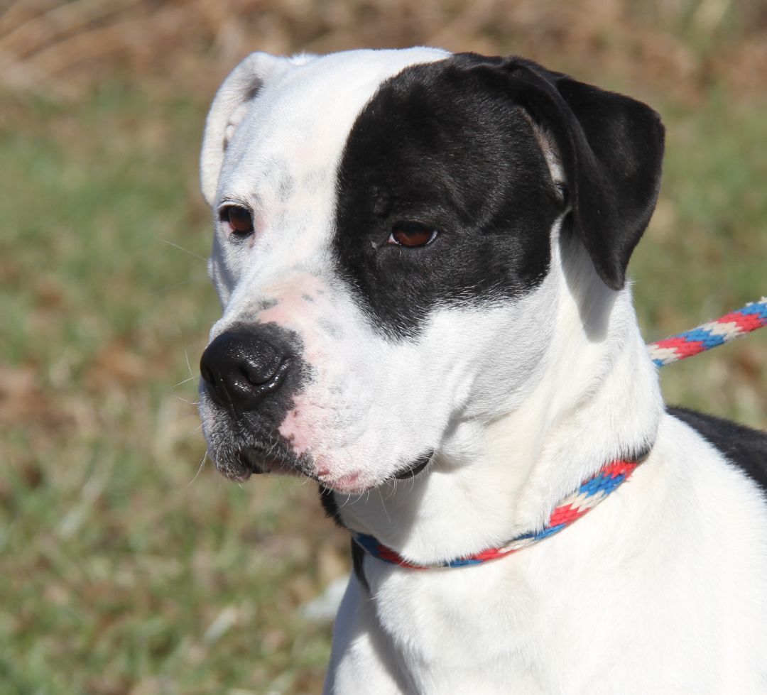 Lucy (Spayed) (Bonded Pair w/Duke), an adoptable Boxer in Marietta, OH, 45750 | Photo Image 4