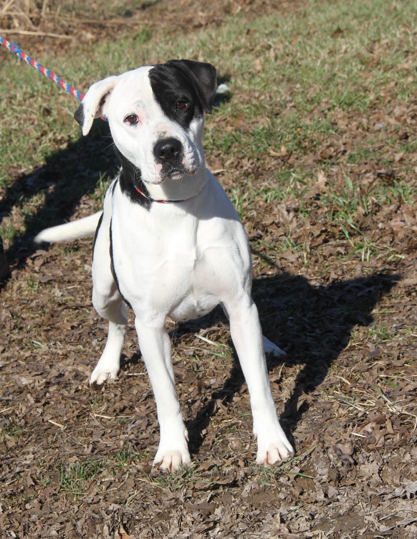 Enlarge Lucy (Spayed) (Bonded Pair w/Duke), a Adoptable mixed breed in Marietta, OH image 6/6