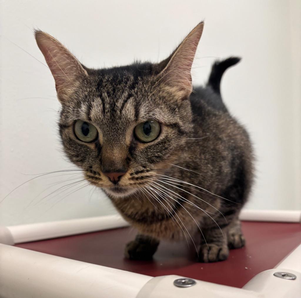 Rune, a Adoptable mixed breed in Fall River, MA image 1/6
