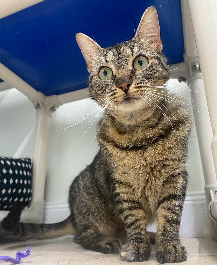 Rune, a Adoptable mixed breed in Fall River, MA image 2/6