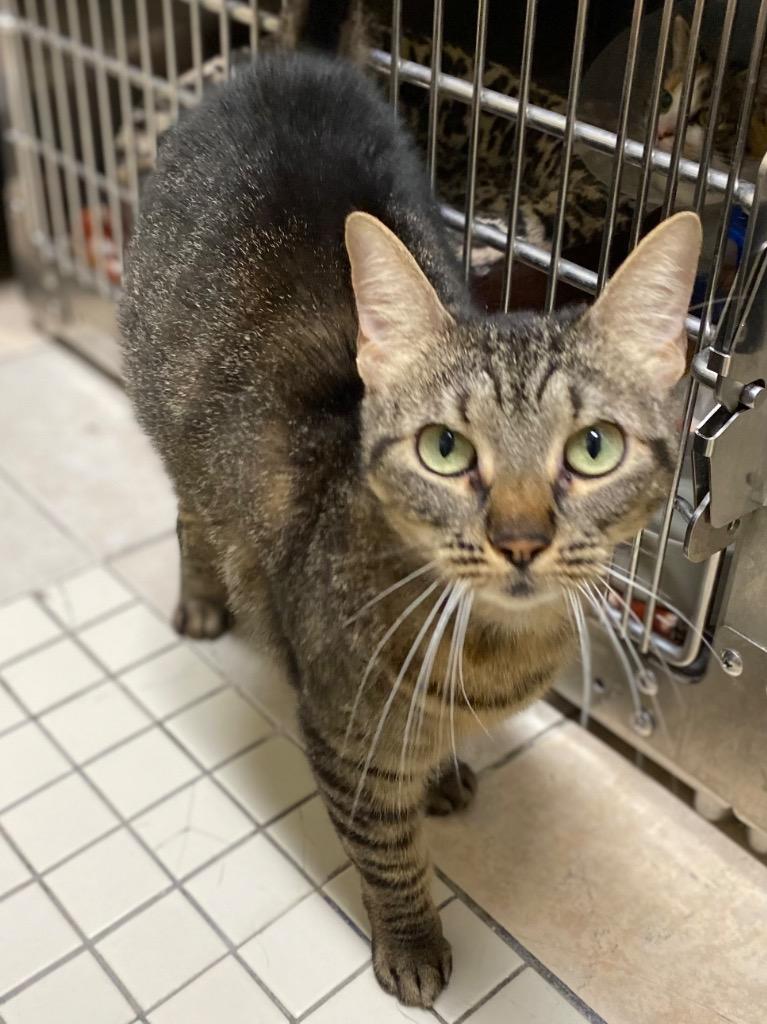 Rune, a Adoptable mixed breed in Fall River, MA image 3/6
