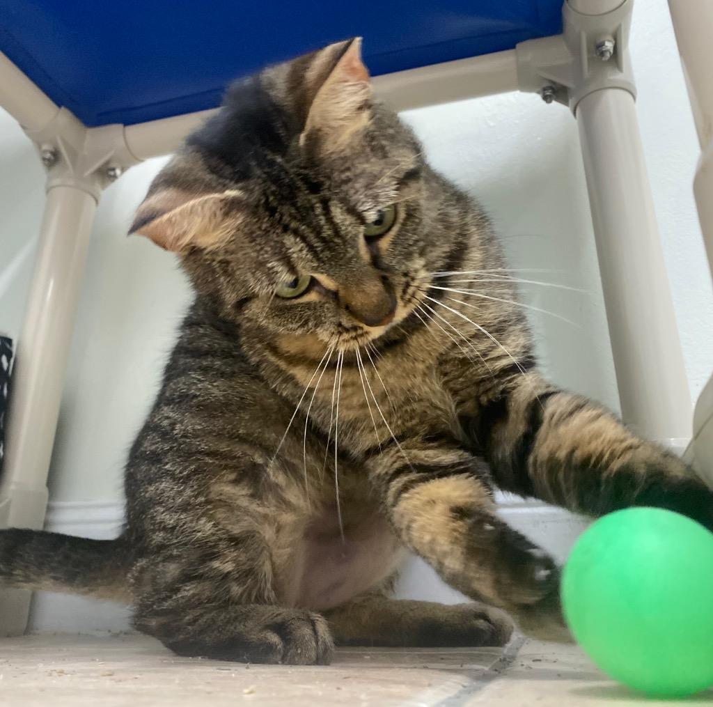 Rune, a Adoptable mixed breed in Fall River, MA image 4/6