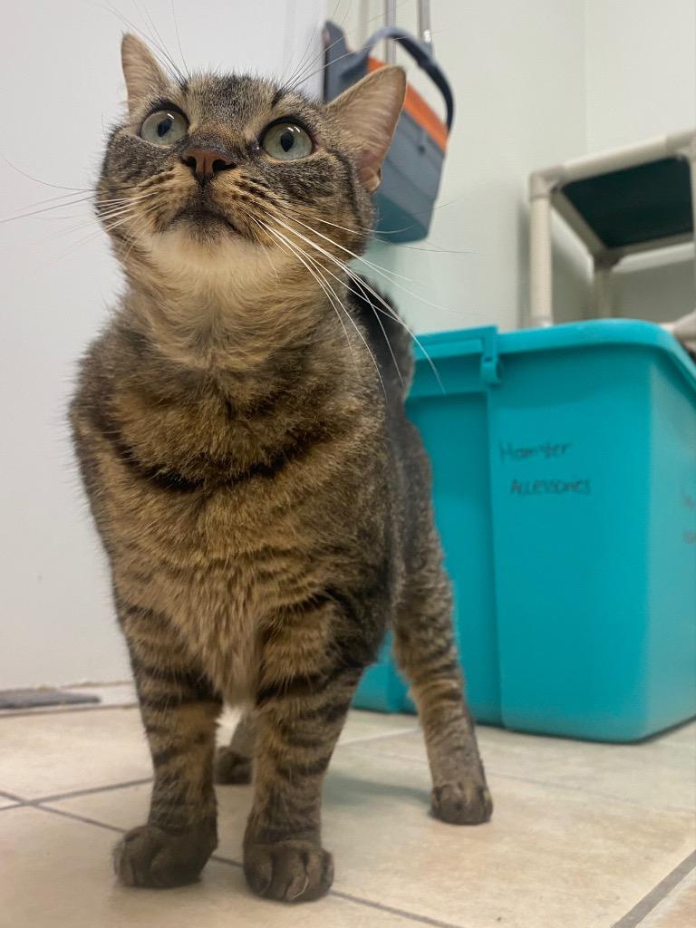 Rune, a Adoptable mixed breed in Fall River, MA image 5/6