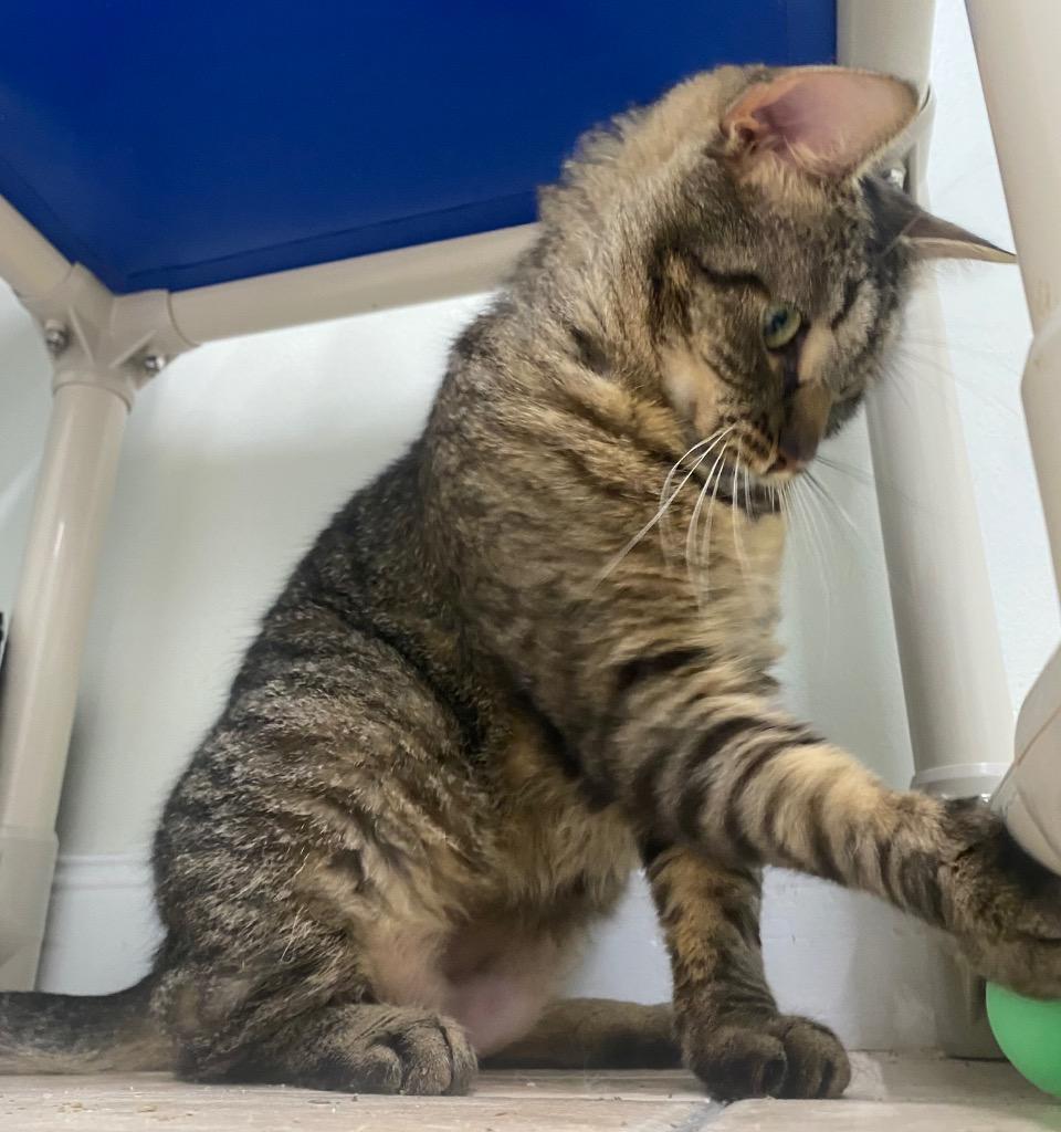 Rune, a Adoptable mixed breed in Fall River, MA image 6/6