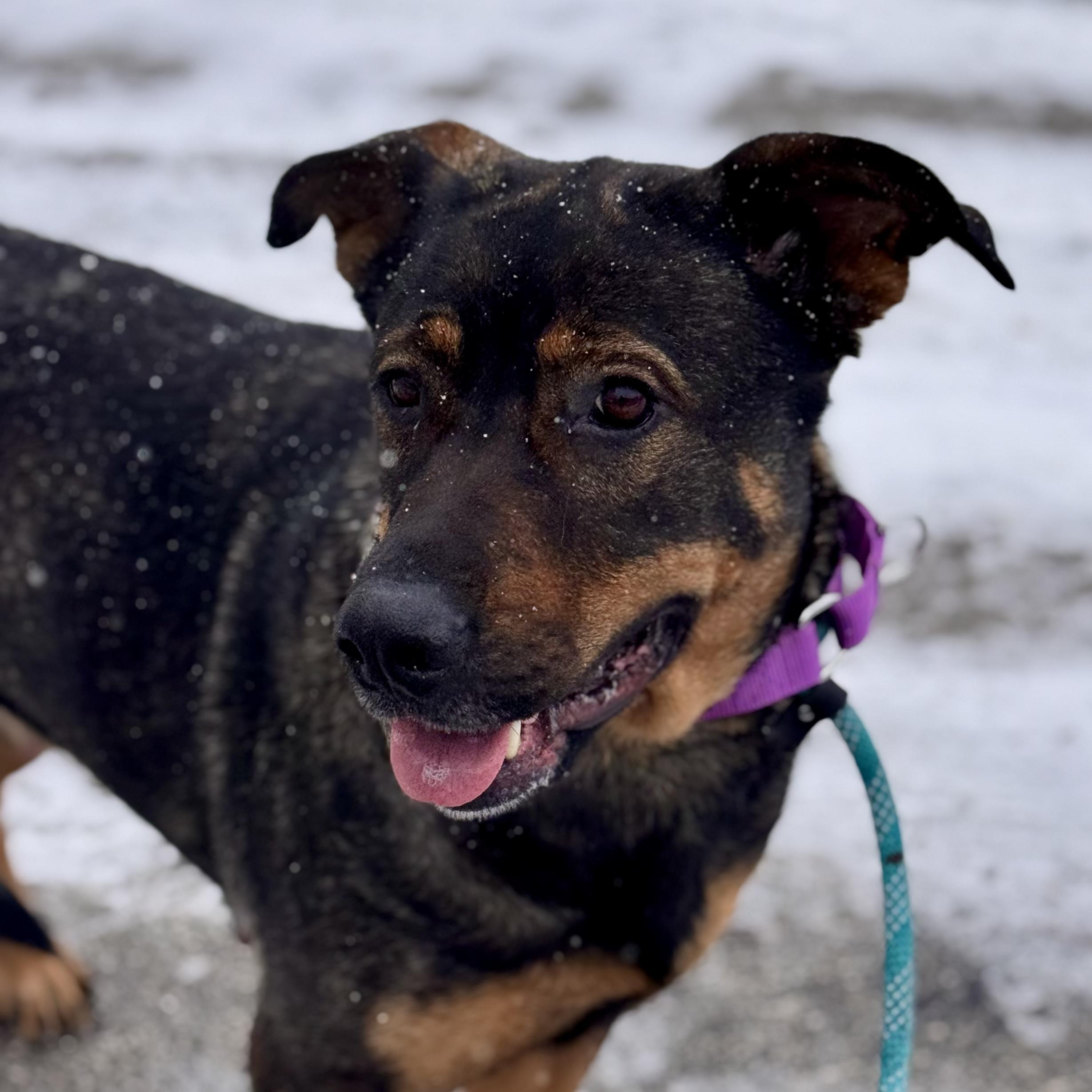 Enlarge Nala, an adopted mixed breed in Midland, MI image 1/5