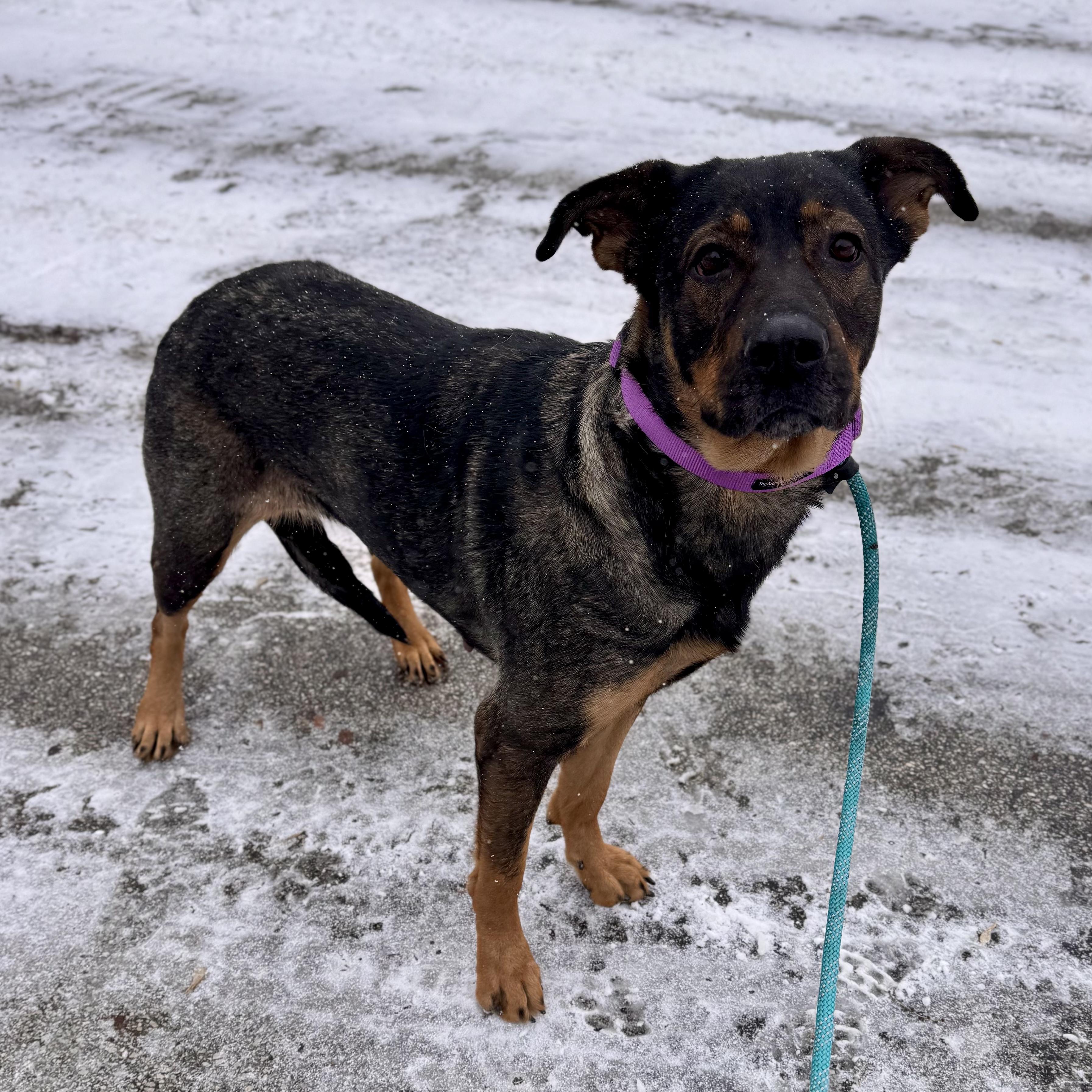 Enlarge Nala, an adopted mixed breed in Midland, MI image 4/5