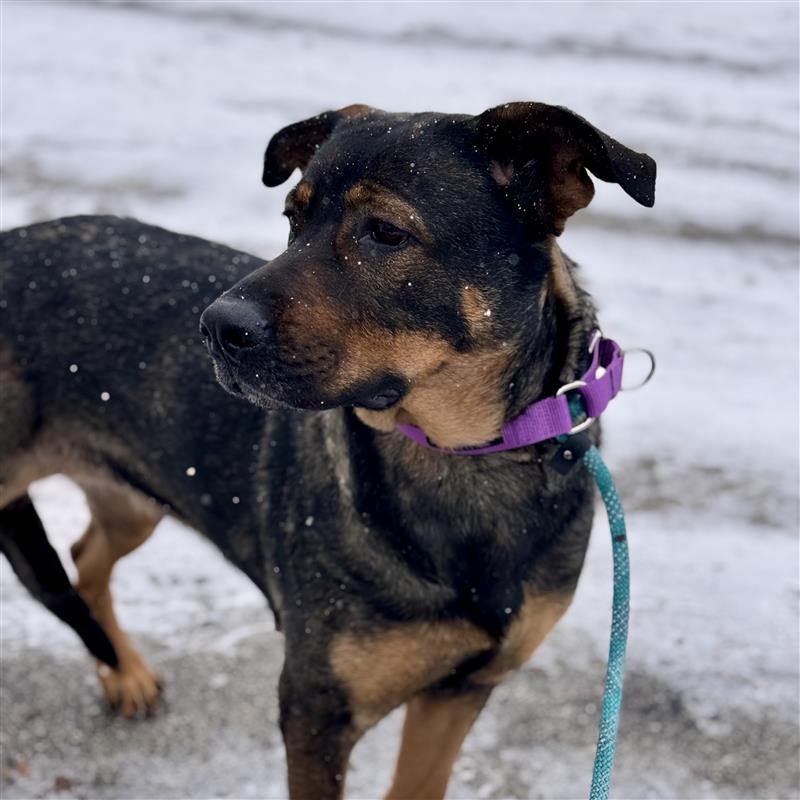 Enlarge Nala, an adopted mixed breed in Midland, MI image 5/5