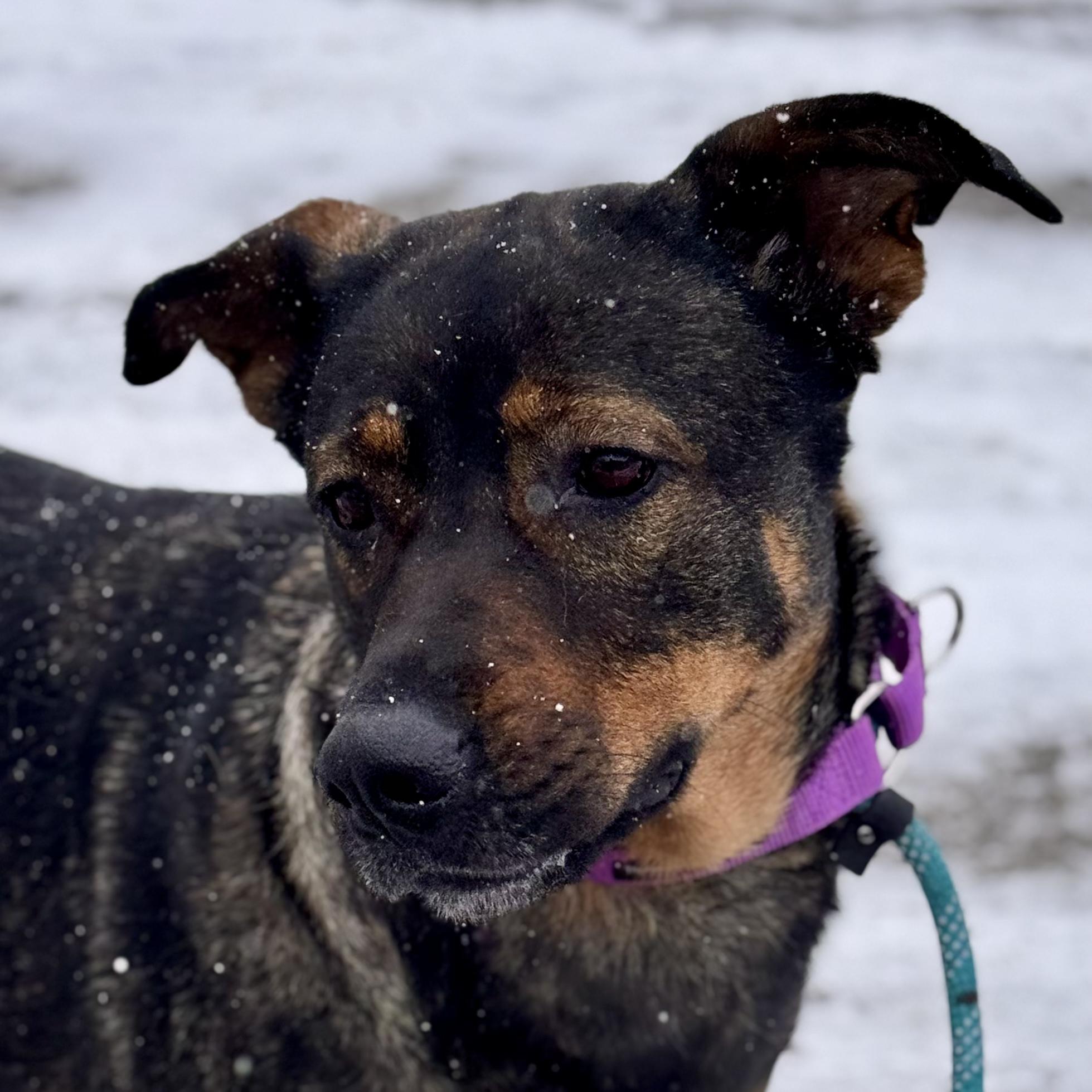 Enlarge Nala, an adopted mixed breed in Midland, MI image 3/5