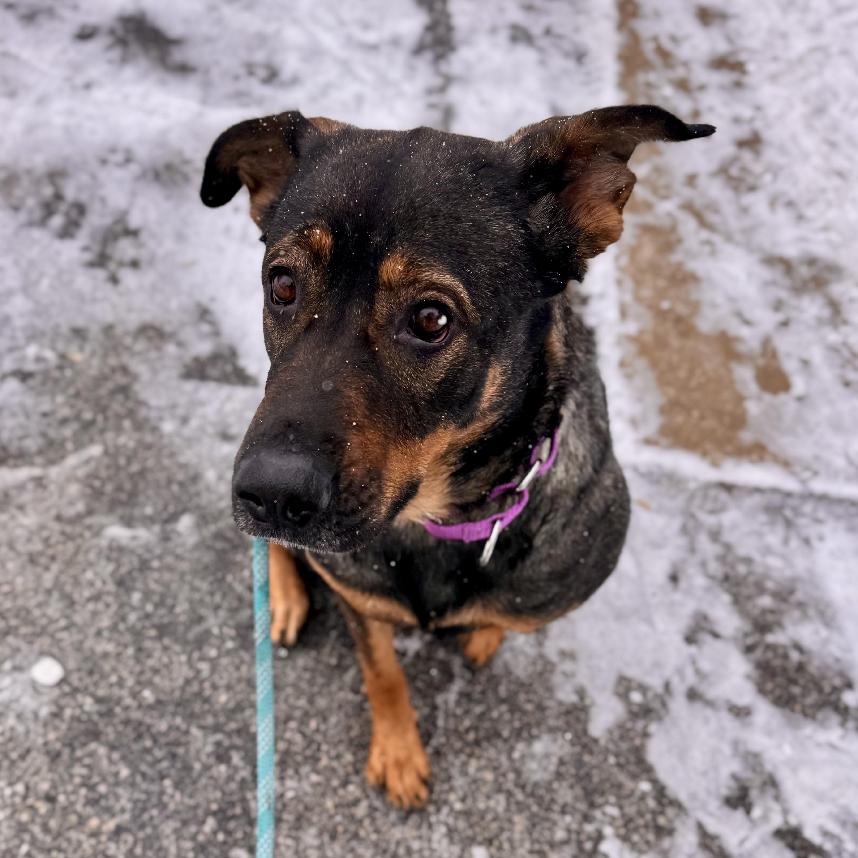 Enlarge Nala, an adopted mixed breed in Midland, MI image 2/5