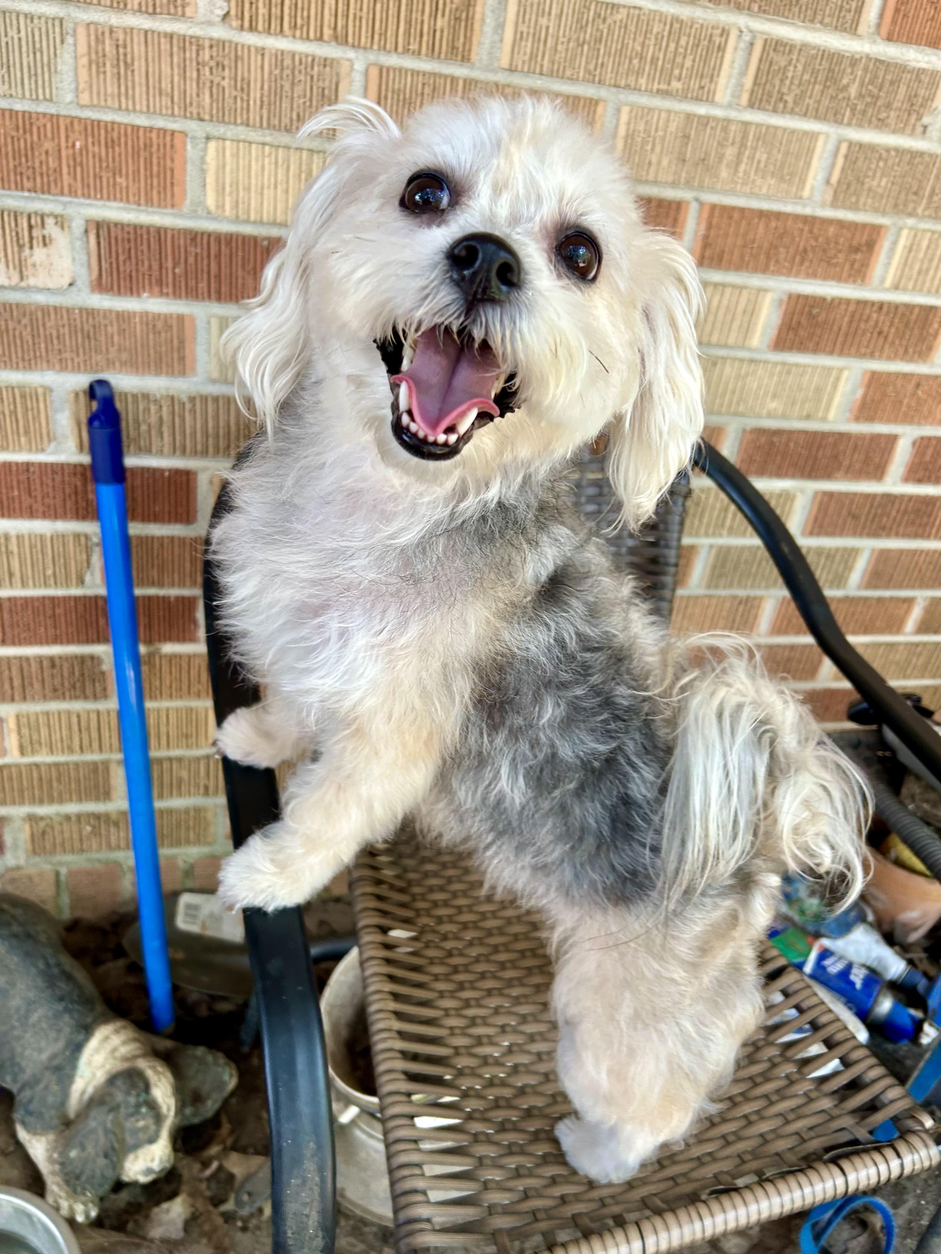 Nyla, adopted, Adult Female Yorkie Poo.