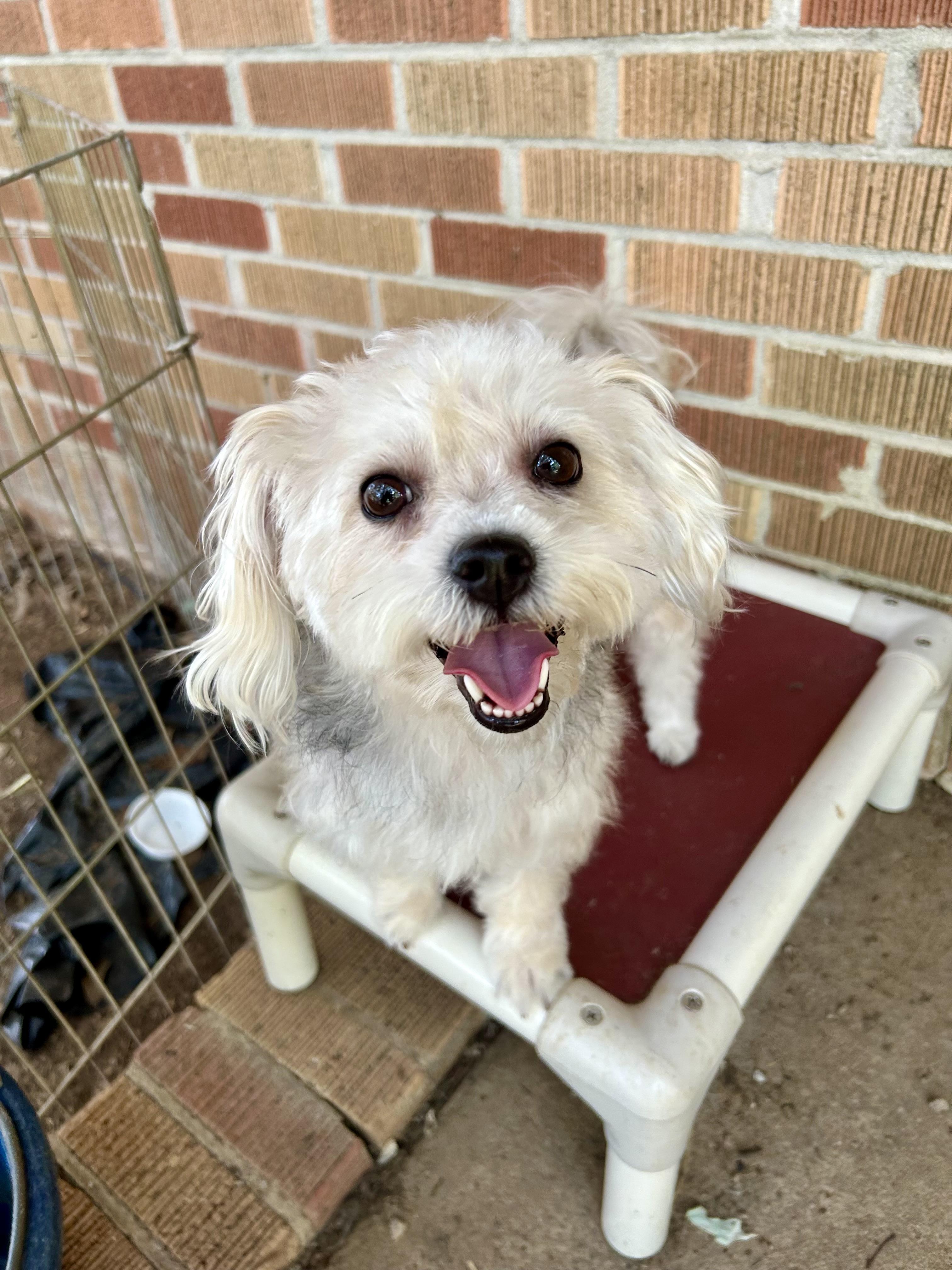 Nyla, an adopted Yorkie Poo in Hartwell, GA image 2/2