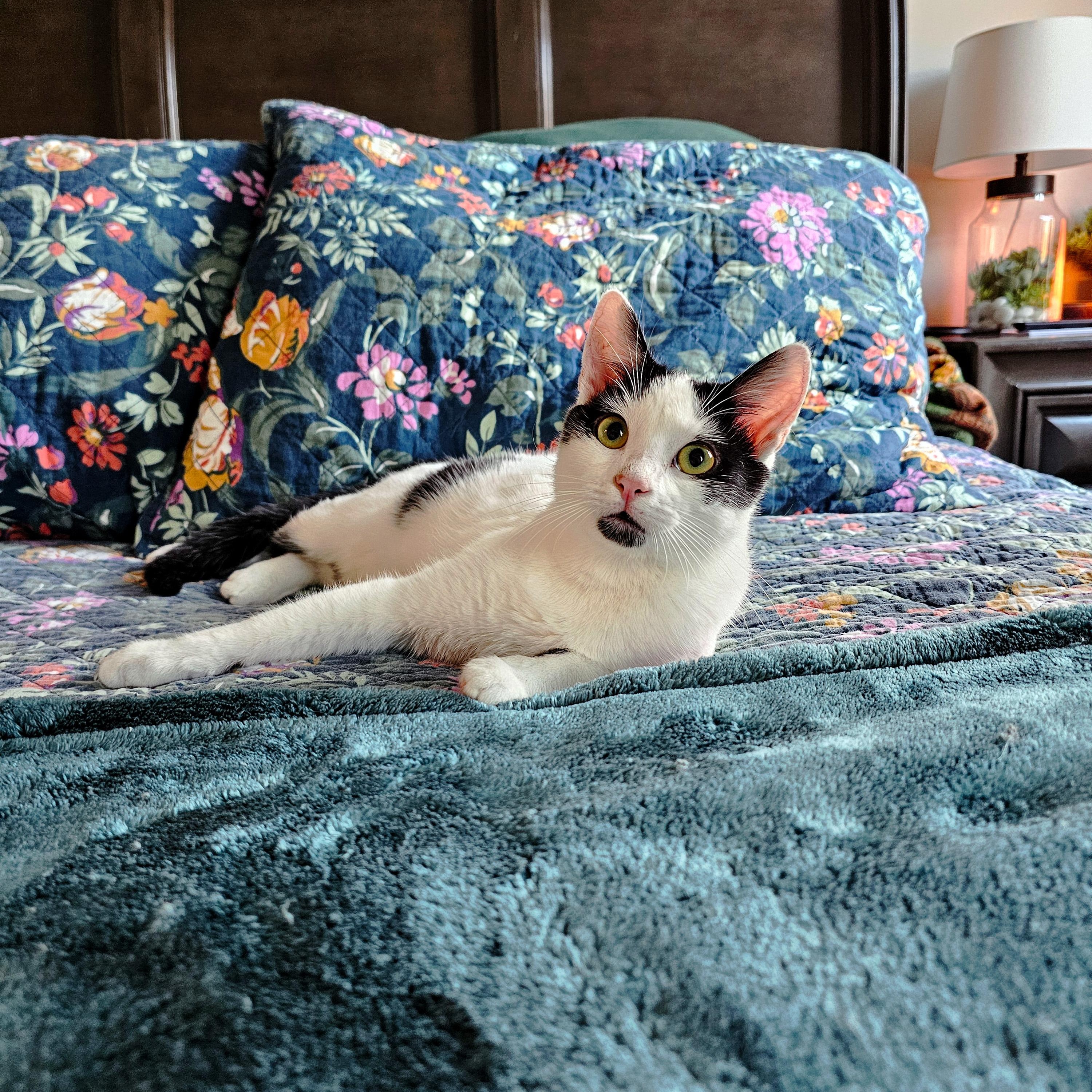 Enlarge Rhysand, a ADOPTABLE Domestic Short Hair in Apex, NC image 3/5