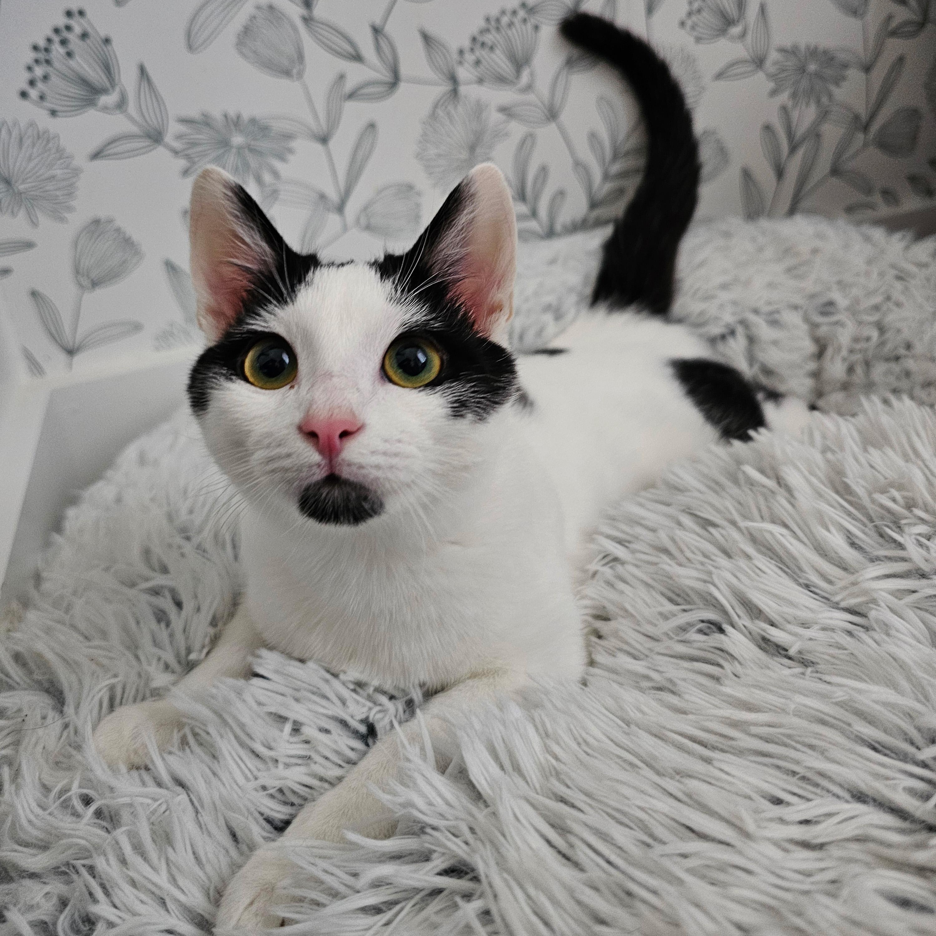 Enlarge Rhysand, a ADOPTABLE Domestic Short Hair in Apex, NC image 4/5