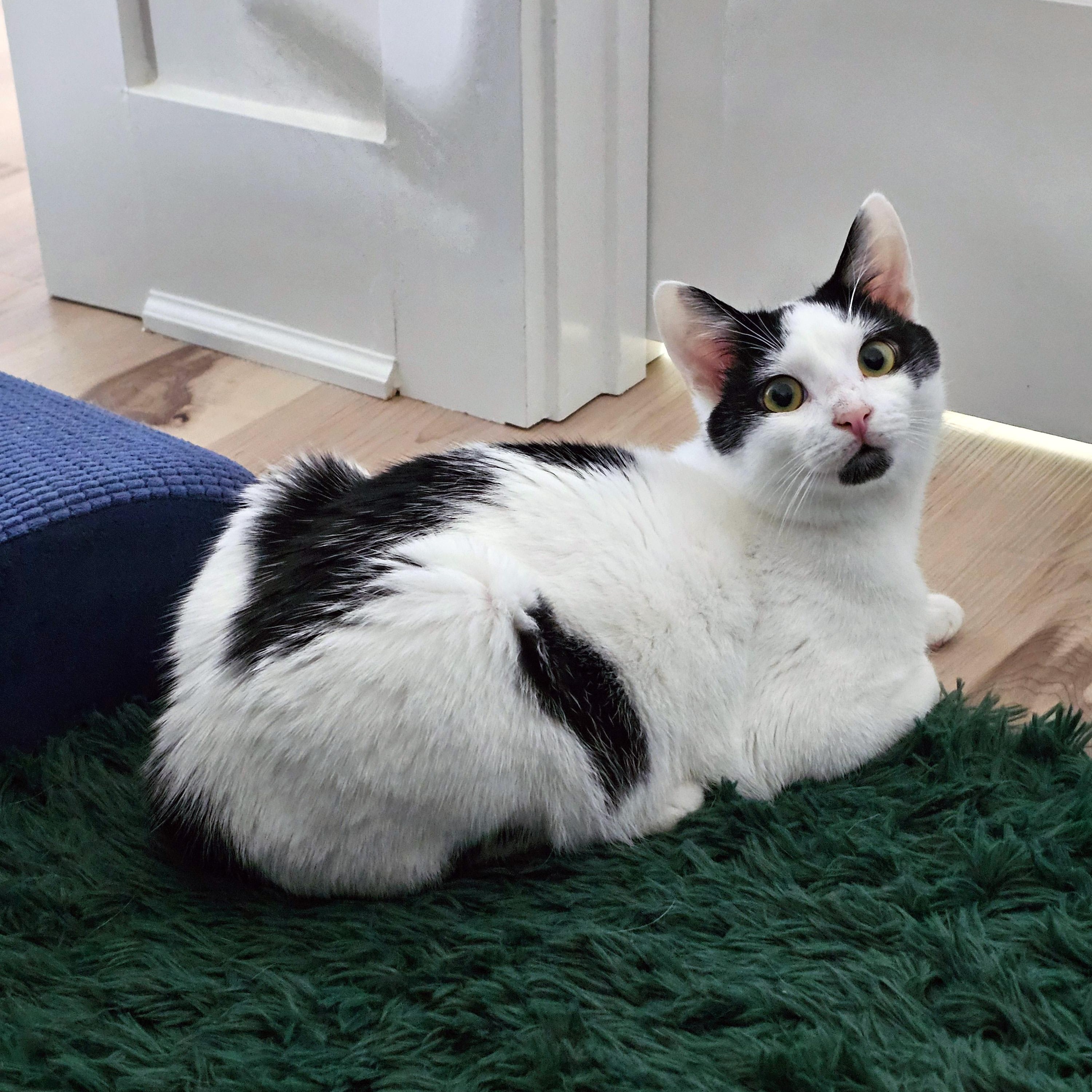 Enlarge Rhysand, a ADOPTABLE Domestic Short Hair in Apex, NC image 5/5