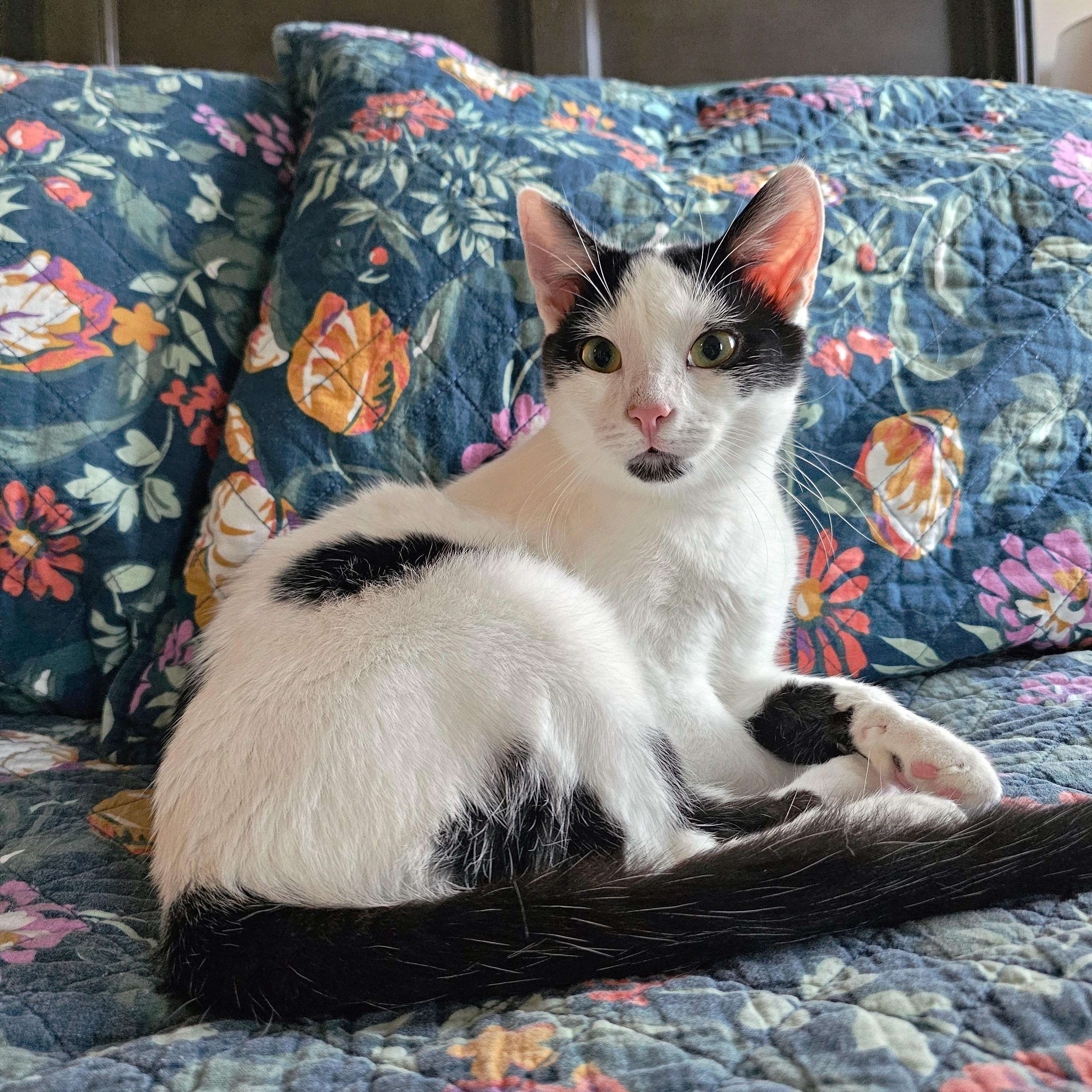 Enlarge Rhysand, a ADOPTABLE Domestic Short Hair in Apex, NC image 2/5