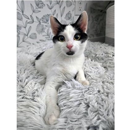 Enlarge Rhysand, a ADOPTABLE Domestic Short Hair in Apex, NC image 1/5