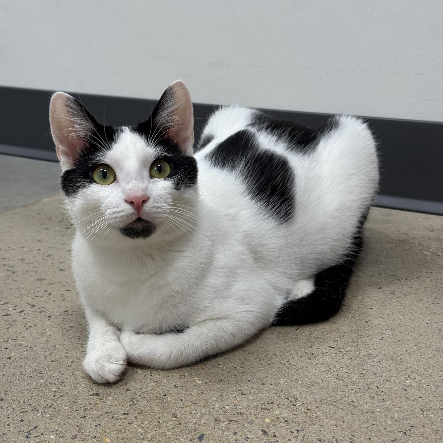 Rhysand, ADOPTABLE, Kitten Male Domestic Short Hair.