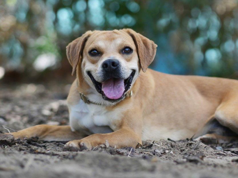 Enlarge WALT, a Adoptable Redbone Coonhound in Tavares, FL image 1/1
