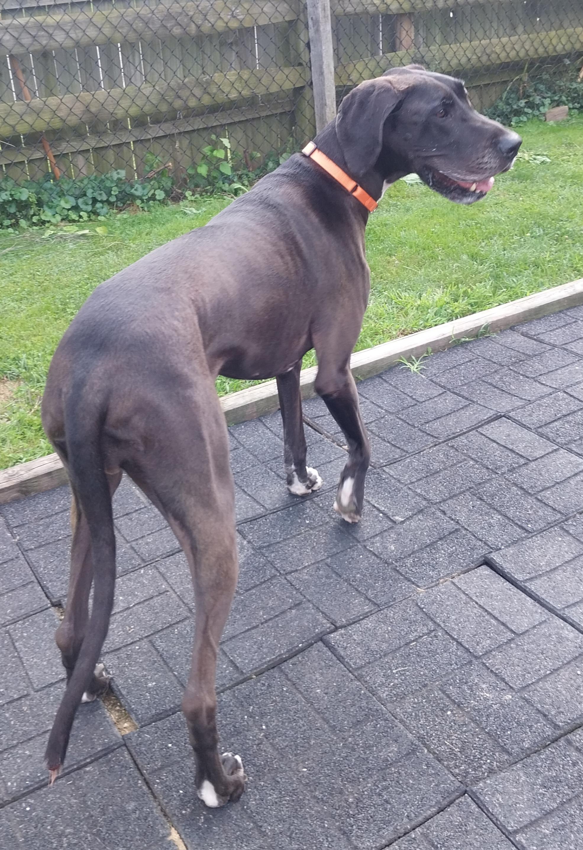 STELLA, a ADOPTABLE Great Dane in Louisville, OH image 3/4