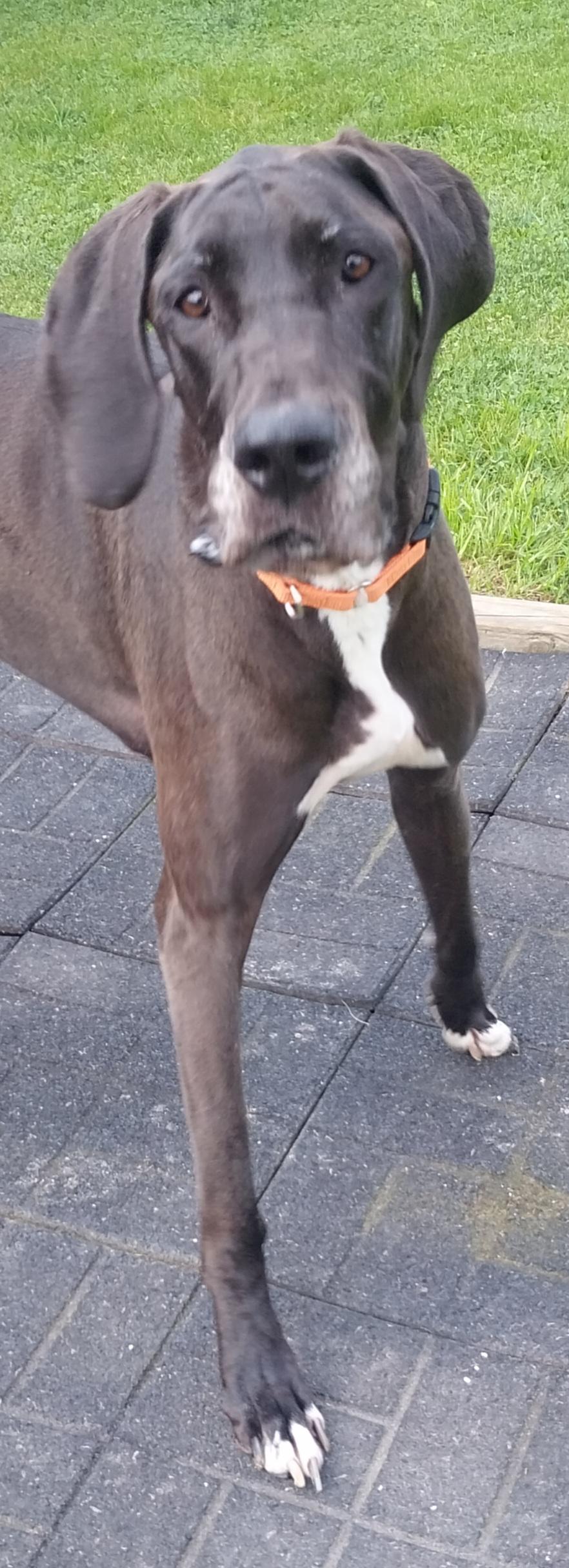 STELLA, a ADOPTABLE Great Dane in Louisville, OH image 2/4