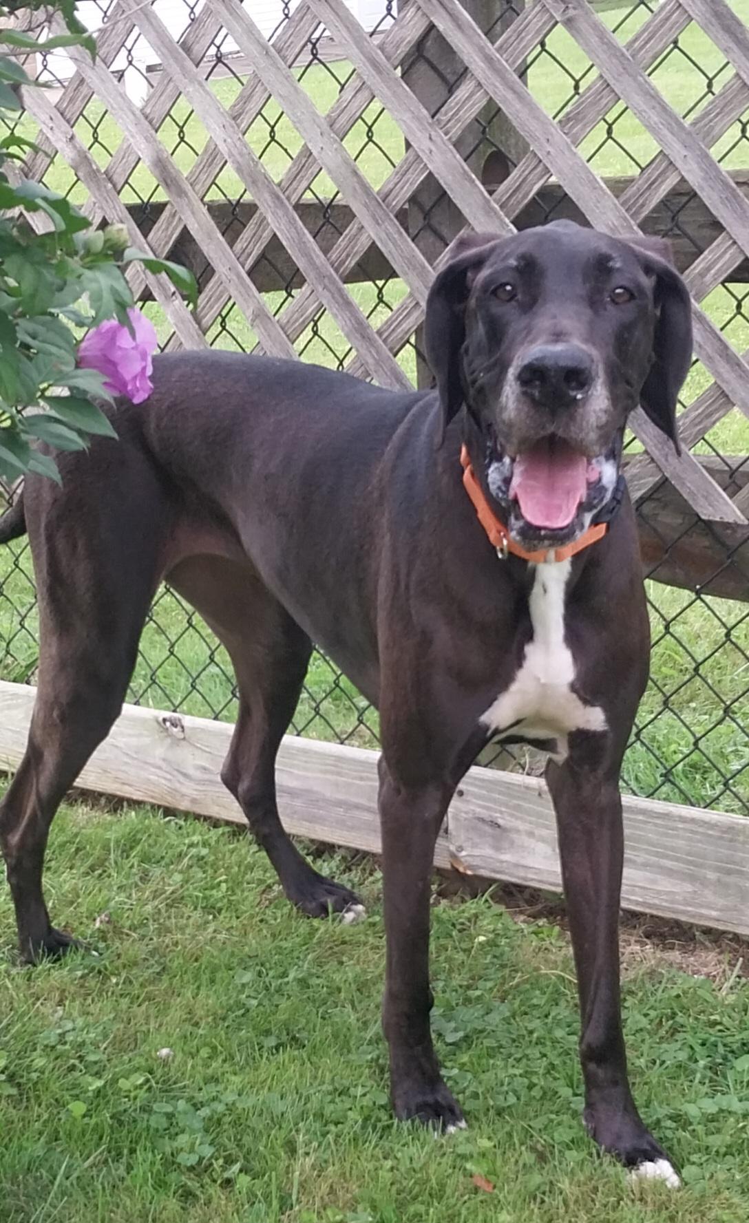 STELLA, ADOPTABLE, Adult Female Great Dane.