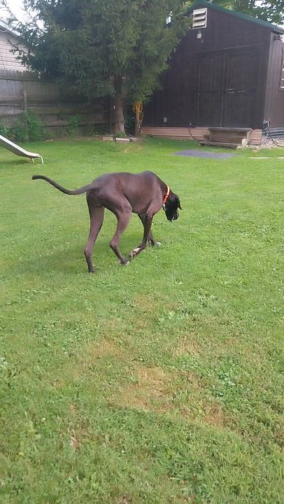 Enlarge STELLA, a ADOPTABLE Great Dane in Louisville, OH video 4/4