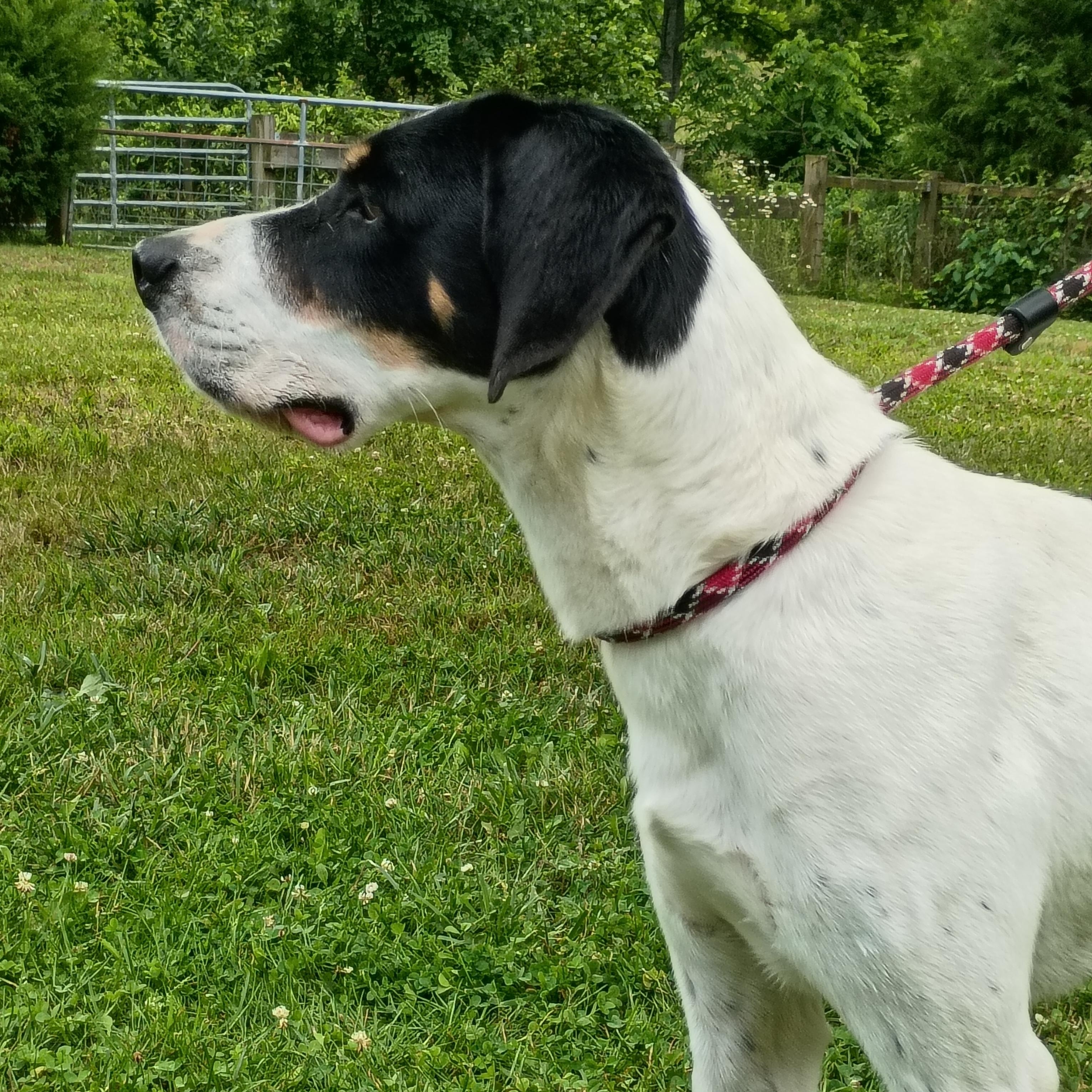 Maxwell, a ADOPTABLE mixed breed in Maynardville, TN image 2/2