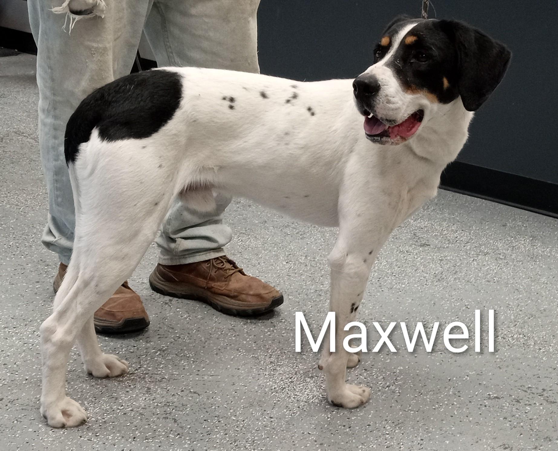 Maxwell, ADOPTABLE, Adult Male Coonhound.