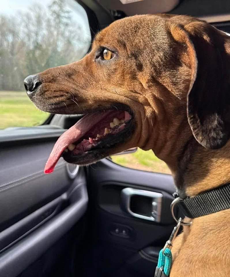 Enlarge Georgia , a ADOPTABLE mixed breed in Port Saint Lucie, FL image 3/3