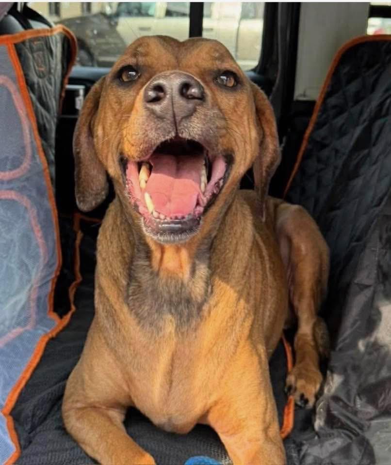 Georgia , ADOPTABLE, Senior Female Rhodesian Ridgeback & Hound.