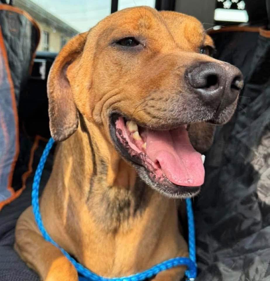 Enlarge Georgia , a ADOPTABLE mixed breed in Port Saint Lucie, FL image 2/3