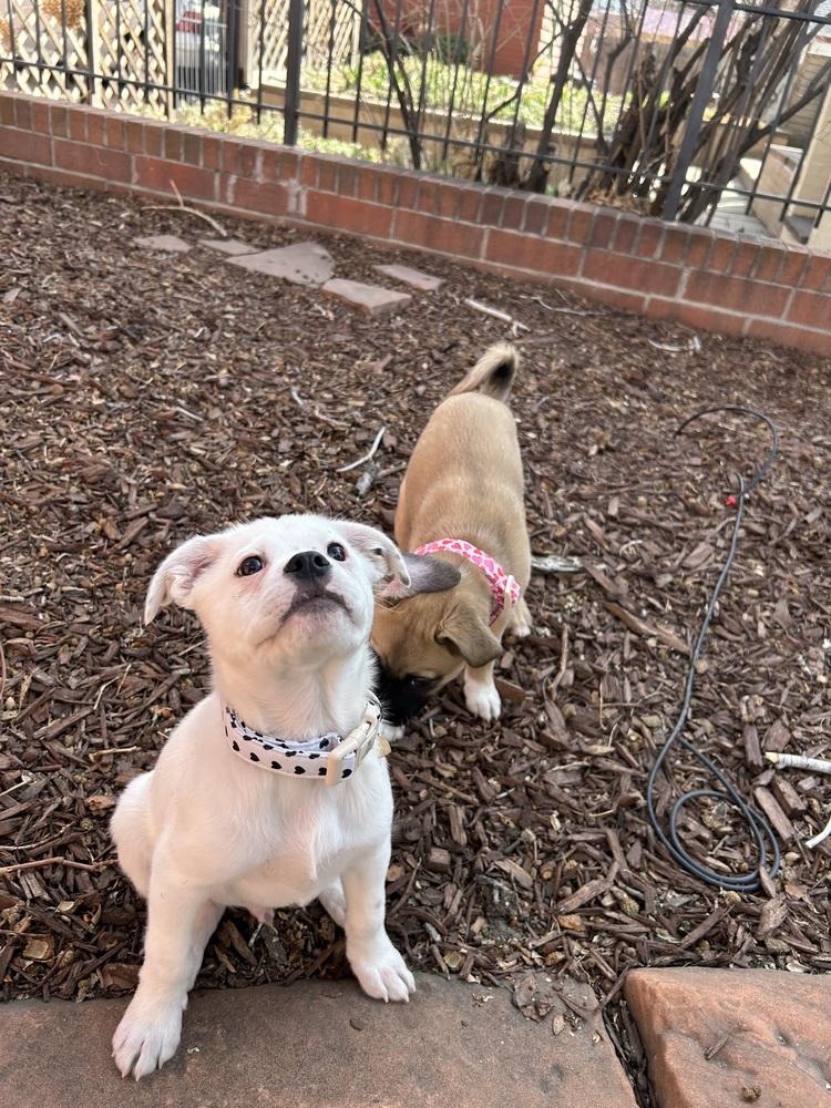 Enlarge Cupid of the Valentine’s Day litter, a Adopted mixed breed in Denver, CO image 1/6