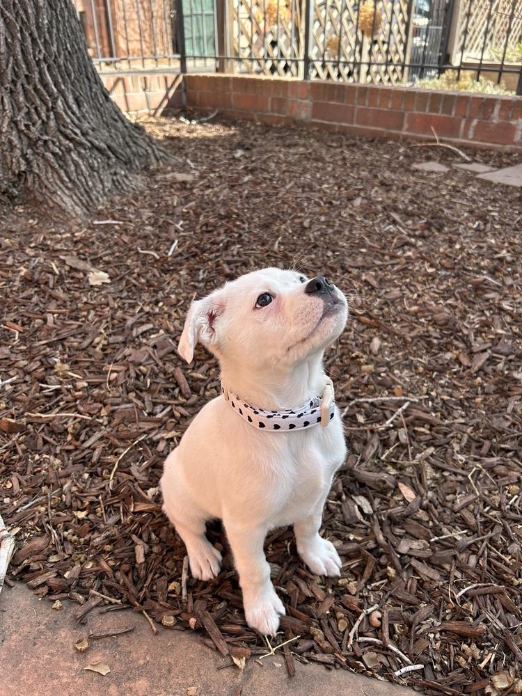 Enlarge Cupid of the Valentine’s Day litter, a Adopted mixed breed in Denver, CO image 2/6