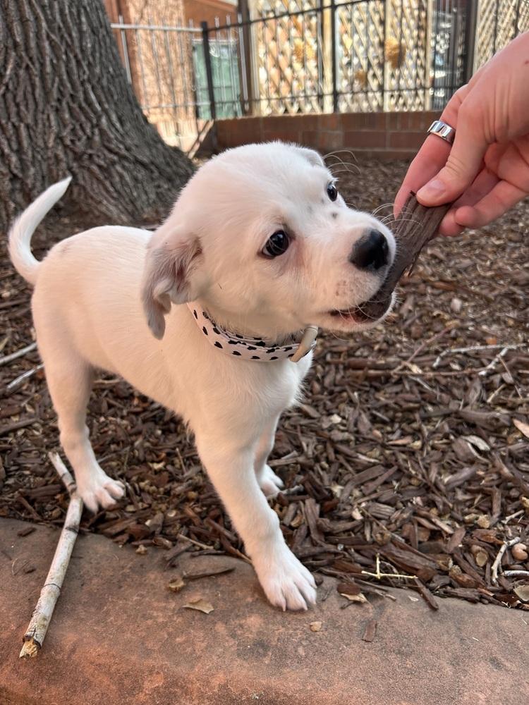 Enlarge Cupid of the Valentine’s Day litter, a Adopted mixed breed in Denver, CO image 3/6