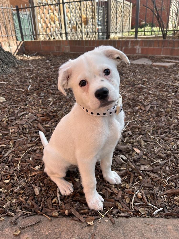 Enlarge Cupid of the Valentine’s Day litter, a Adopted mixed breed in Denver, CO image 4/6